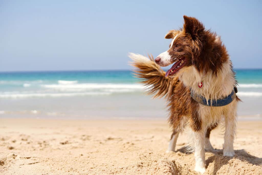 A brown and white dog with a blue harness stands on sandy beach near the ocean, looking to the side on a sunny day.